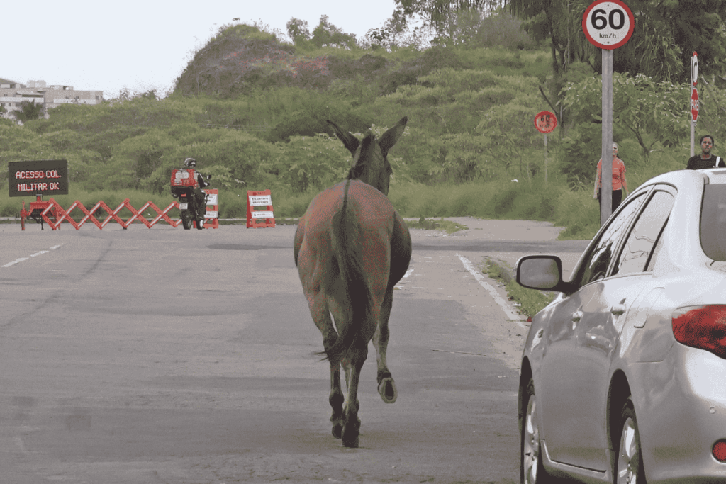 equino