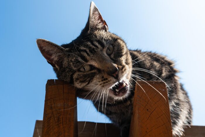 ESPECIAL PET 1 PIXABAY