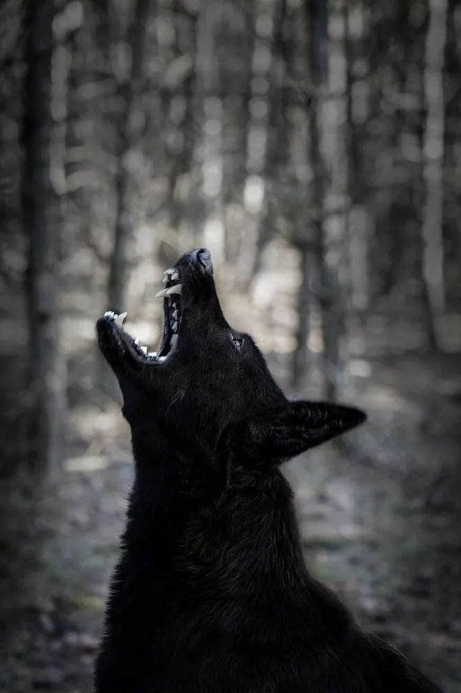 ESPECIAL PET 2 PIXABAY 1