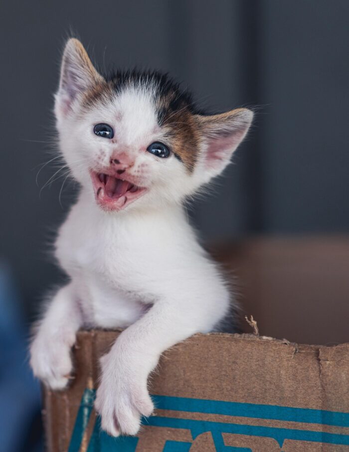Especial PET pixabay