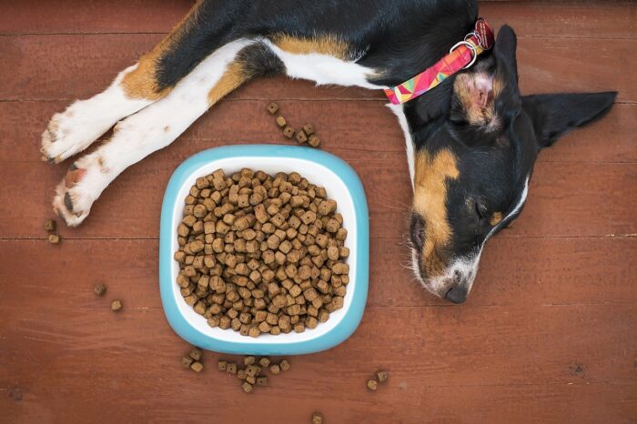 Por que cachorro enterra comida? Descubra os motivos 2 IMG 6736