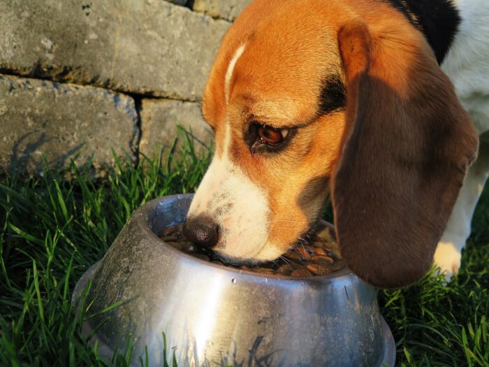 Por que cachorro enterra comida? Descubra os motivos 3 IMG 6737