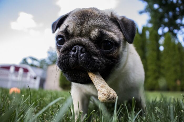 Por que cachorro enterra comida? Descubra os motivos 4 IMG 6738