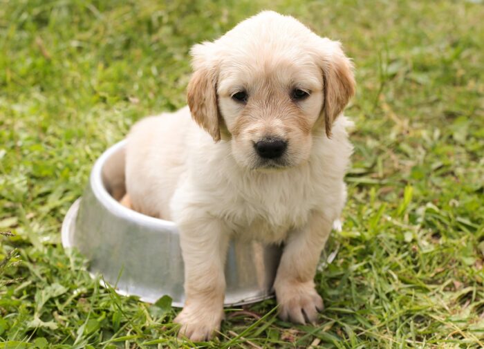 Por que cachorro enterra comida? Descubra os motivos 5 IMG 6739
