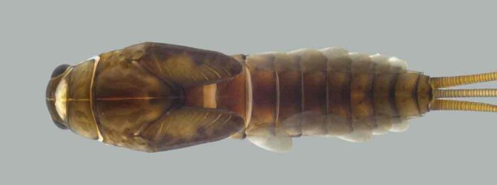 Pesquisa identifica nova espécie de inseto aquático no Parque Estadual da Serra do Brigadeiro 1 Pesquisa identifica nova espécie de inseto aquático no Parque Estadual da Serra do Brigadeiro