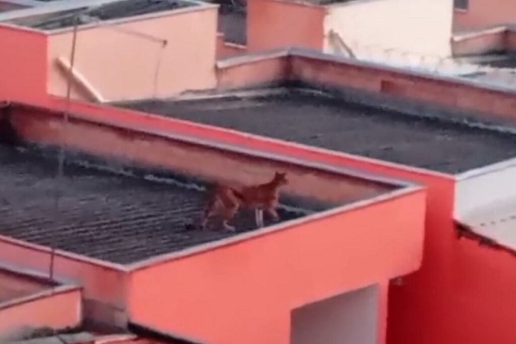 Felino de grande porte é visto andando sobre telhados de casas em Minas Gerais; suspeita é de onça 1 Onca telhado MG Corpo de Bombeiros Divulgacao