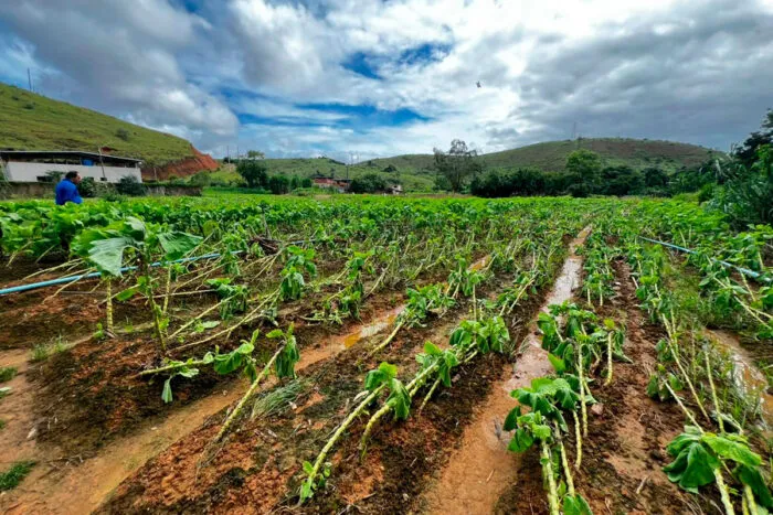 produtores rurais cultivo