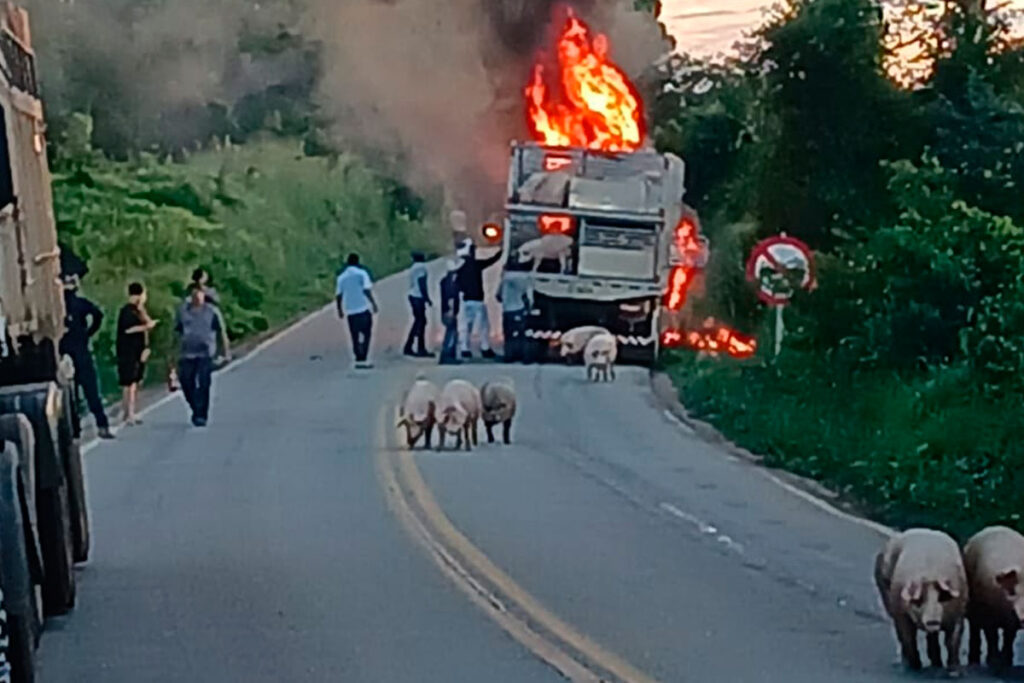 Incêndio atinge caminhão que transportava porcos na MGC-383 1 caminhao porcos fogo foto bombeiros
