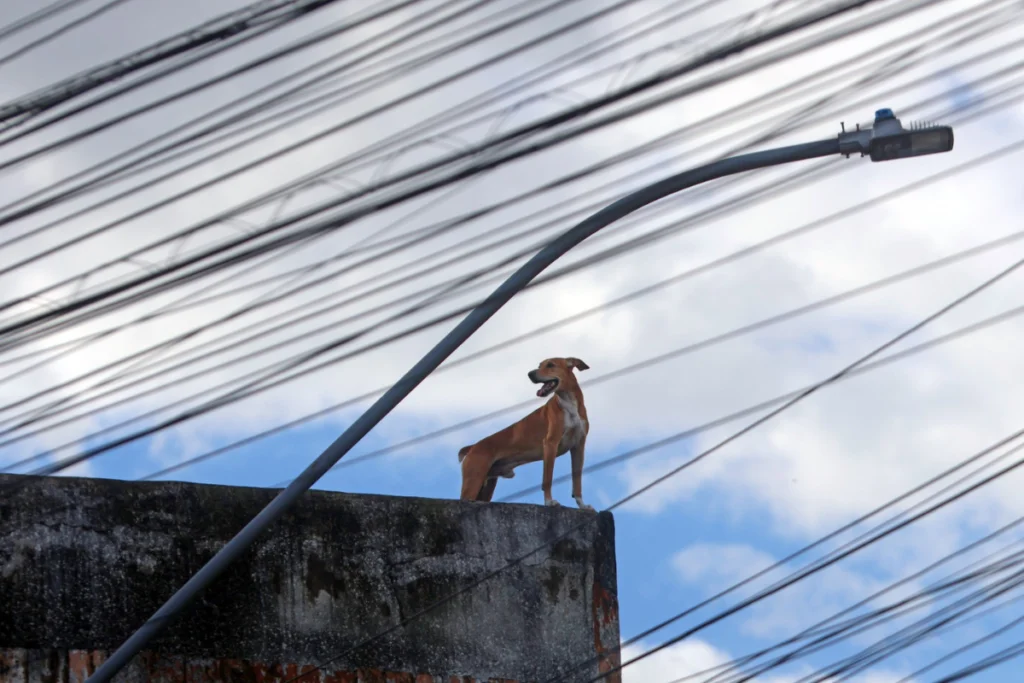 pet cachorro tragedia foto leonardo costa