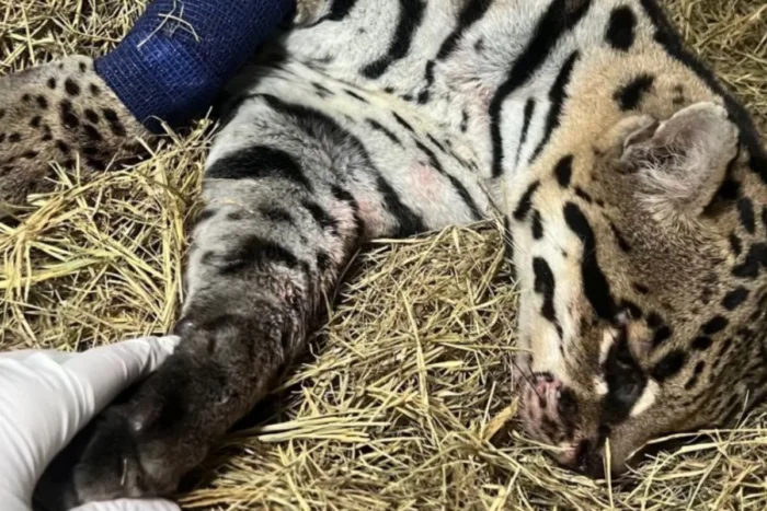 Jaguatirica atropelada é resgatada por bombeiros em Barbacena 1 1200 x 800