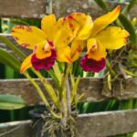 Conheça o Orquidário do Jardim Botânico da UFJF que abriga mais de cem espécies de orquídeas 7 BIOSFERA ORQUIDARIO JARDIM BOTANICO DA UFJF