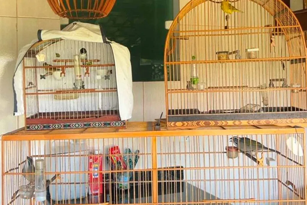 Passaros silvestres PMMA