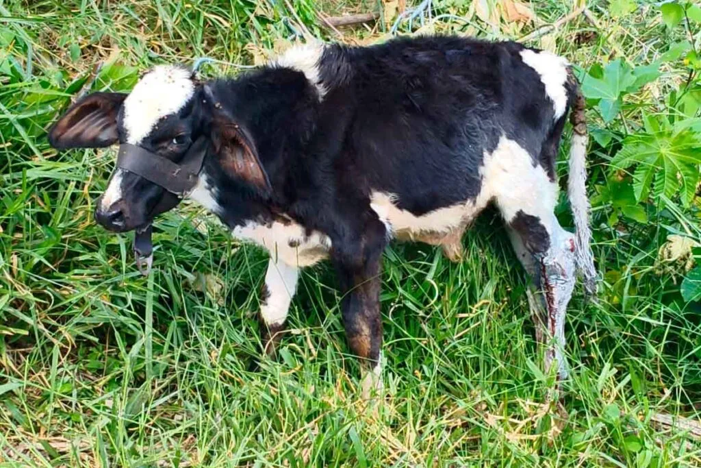 Idoso é suspeito de agredir bezerro até sangrar e é multado em R$ 2 mil