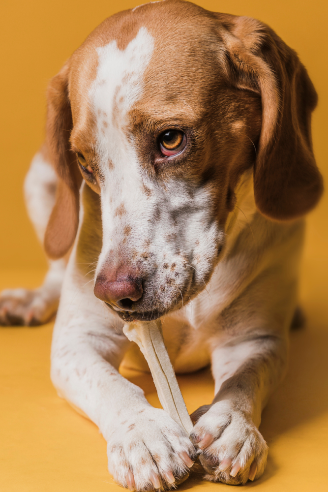 cachorro com osso V freepik