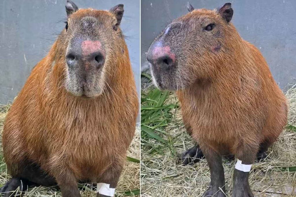 Seis homens são denunciados por crimes ambientais e maus-tratos após agressão a capivara no Rio 3 Seis homens são denunciados por crimes ambientais e maus-tratos após agressão a capivara no Rio