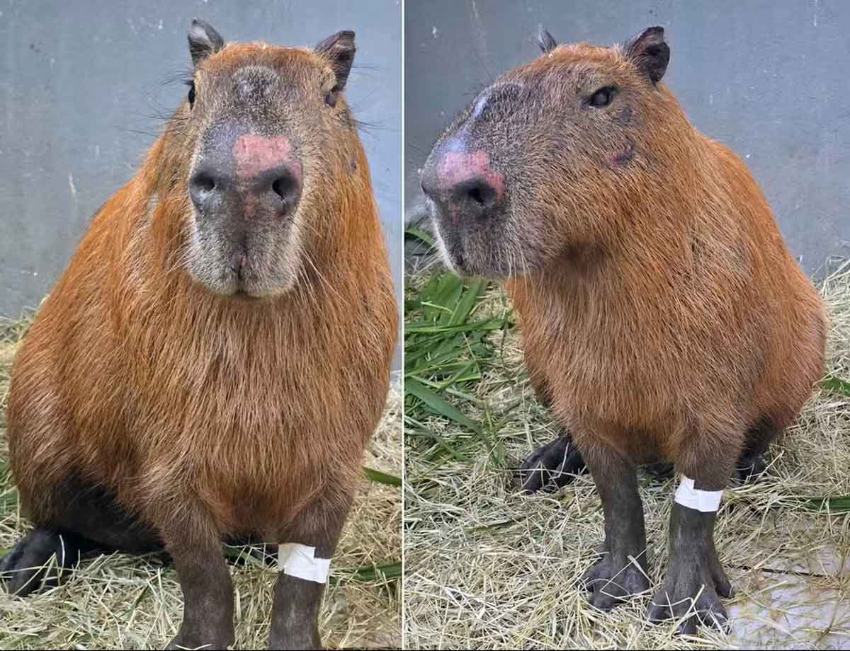 Seis homens são denunciados por crimes ambientais e maus-tratos após agressão a capivara no Rio