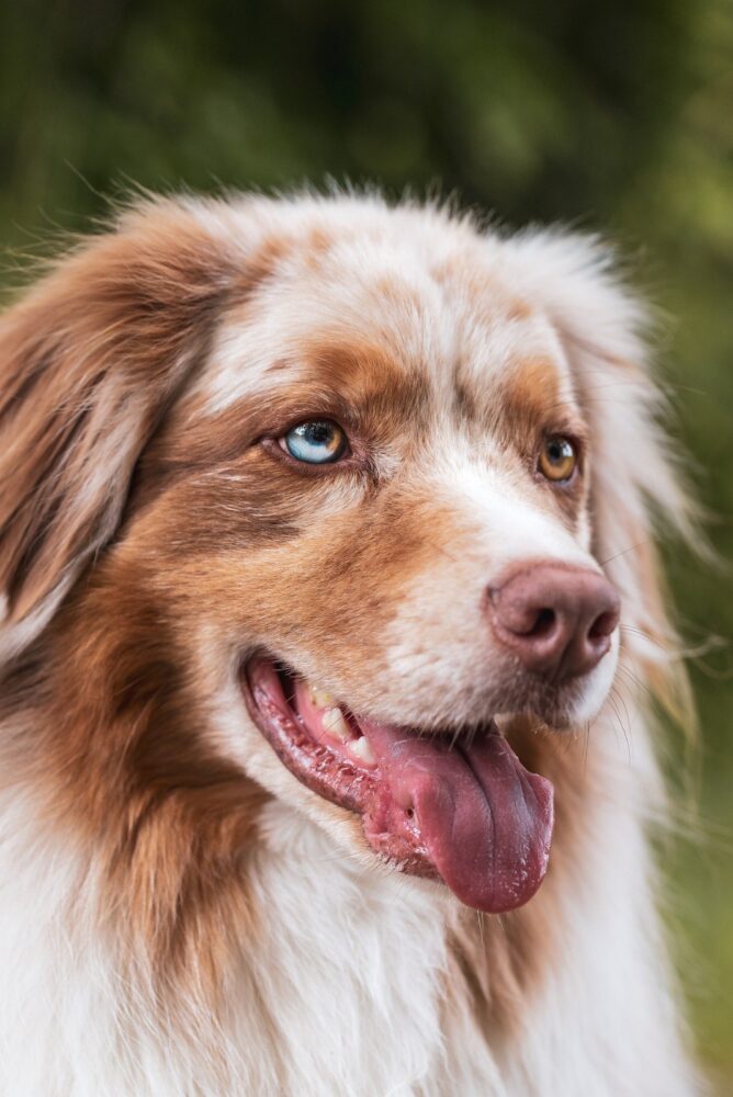 Mau hálito em cães e gatos: veja as 7 principais causas 2 especial pet 1 pixabay