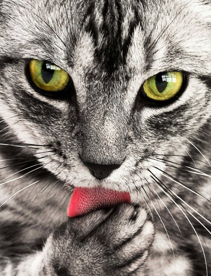 Mau hálito em cães e gatos: veja as 7 principais causas 4 especial pet 3 pixabay