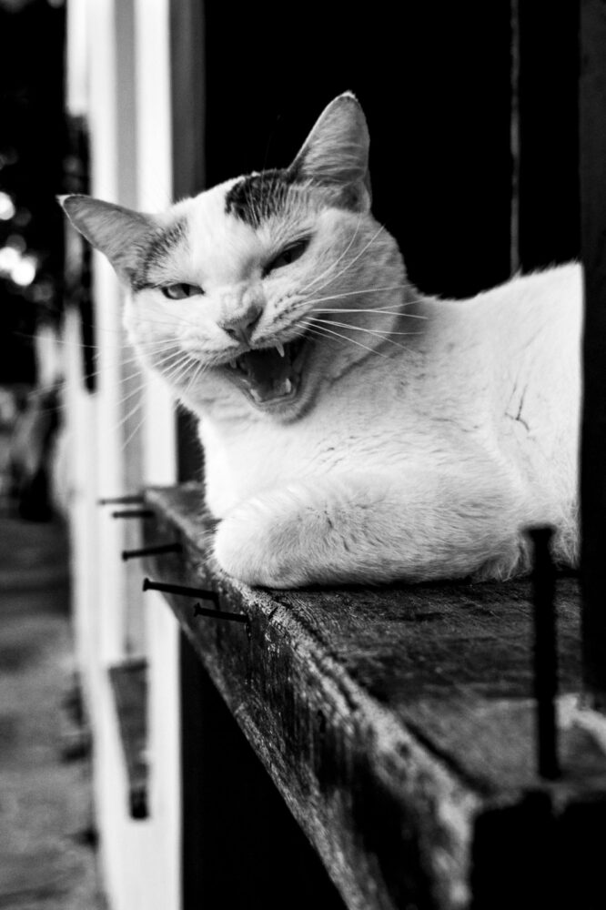 Mau hálito em cães e gatos: veja as 7 principais causas 5 especial pet 4 pexels