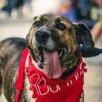 especial pet 5 pexels