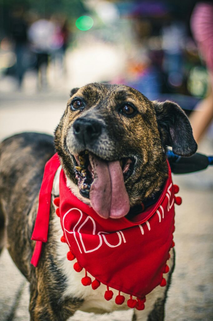especial pet 5 pexels