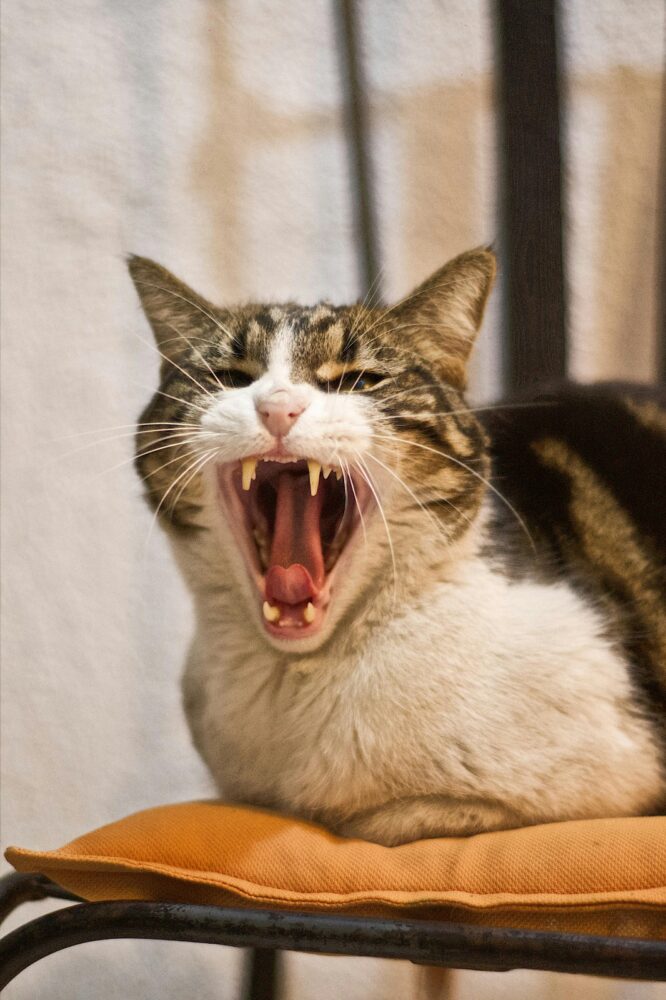 Mau hálito em cães e gatos: veja as 7 principais causas 1 especial pet pexels