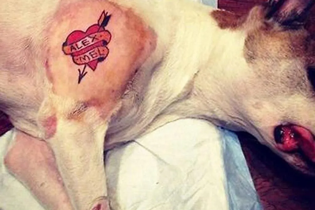 ALMG aprova proibição de tatuagens e piercings em animais