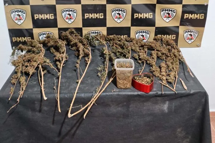 14 pés de maconha são apreendidos em cidade da Zona da Mata