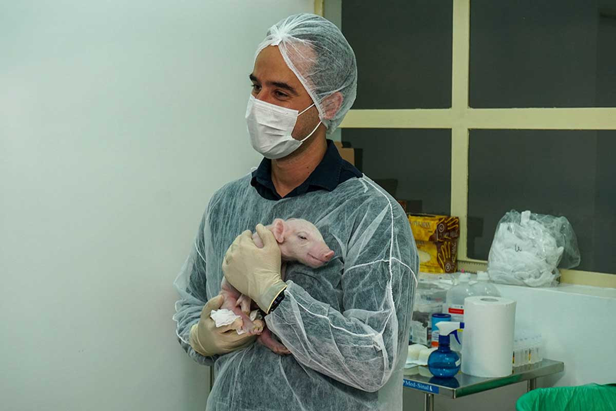 Brasil cria o primeiro porco clonado da América Latina e abre caminho para transplantes de órgãos no SUS 2 porco clonado