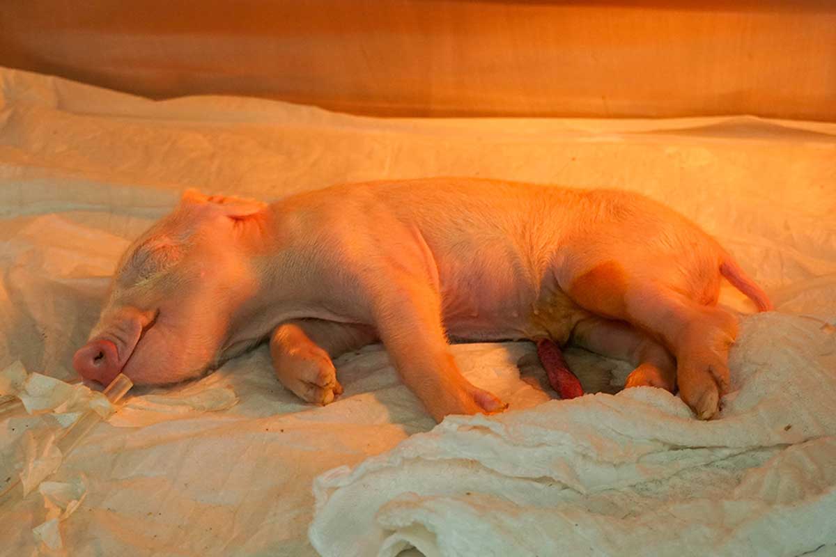 Brasil cria o primeiro porco clonado da América Latina e abre caminho para transplantes de órgãos no SUS 1 Brasil cria o primeiro porco clonado da América Latina e abre caminho para transplantes de órgãos no SUS