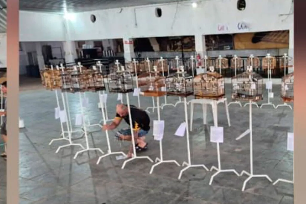 Duas pessoas são presas por promover torneio irregular com pássaros silvestres em Juiz de Fora 2 torneiro passaros irregular foto pmmg destacada site