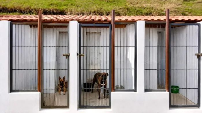 Baias novas Canil Municipal JF