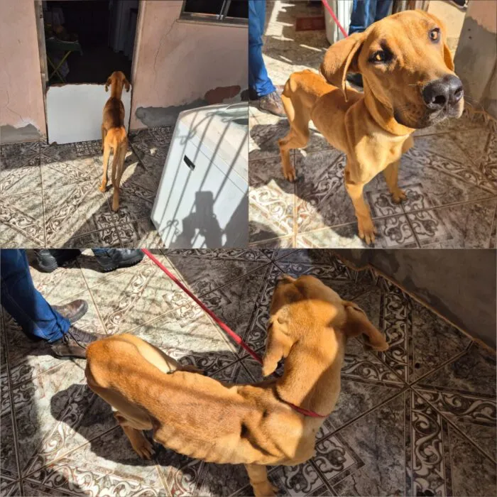 Mulher é autuada por maus-tratos a cachorro em Juiz de Fora 1 WhatsApp Image 2026 05 18 at 12.58.54