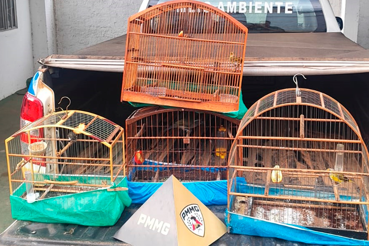 apreensão-pássaros-coimbra-pm apreensão-pássaros-coimbra-pm