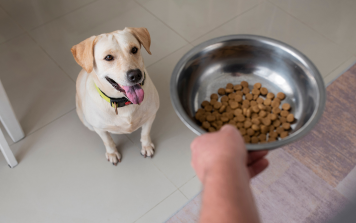 Cachorro sem comer? Confira 6 dicas para estimular o apetite do pet 1 cachorro sem comer 1