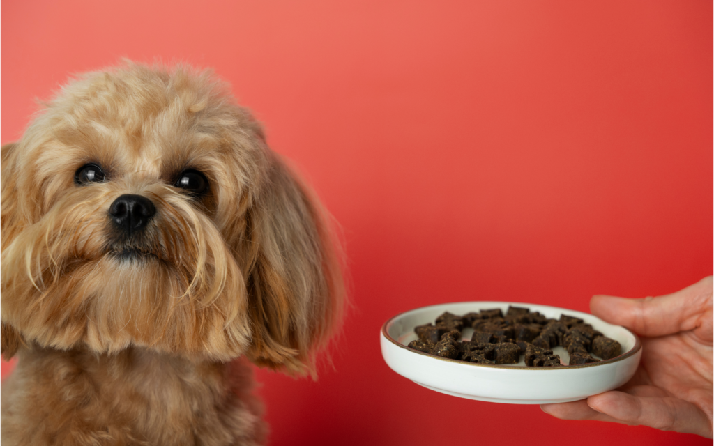 cachorro sem comer 2