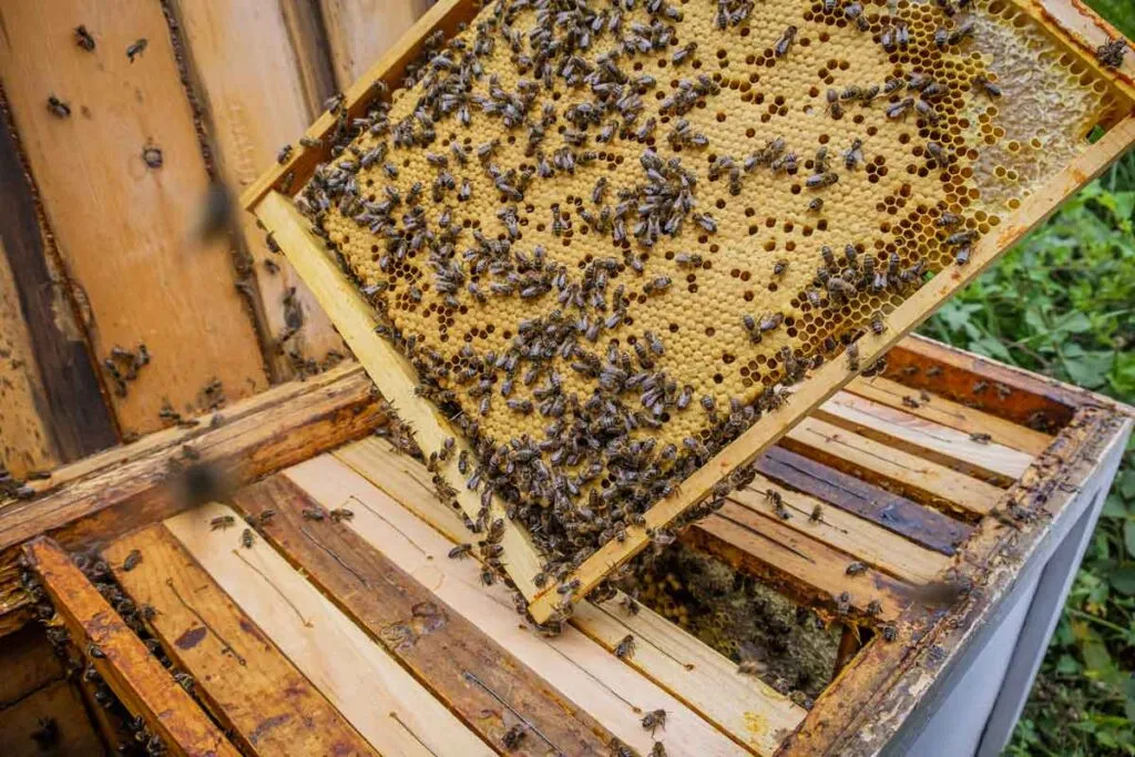 Agricultor tem caixas de abelhas furtadas em propriedade na região