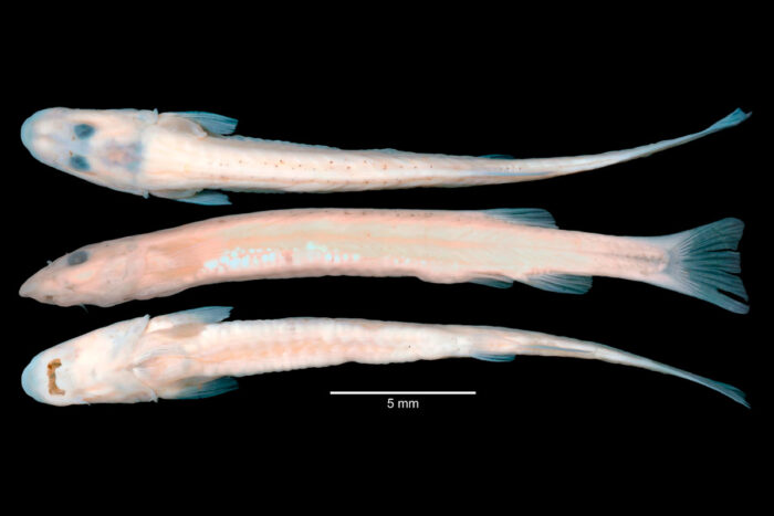 Pesquisadora da UFV participa da descoberta de duas novas espécies de peixes vampiros na Amazônia 3 candiru peixe vampiro foto ufv divulgacao