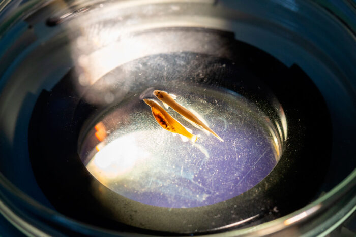 Pesquisadora da UFV participa da descoberta de duas novas espécies de peixes vampiros na Amazônia 1 candiru peixe vampiro foto ufv divulgacao2