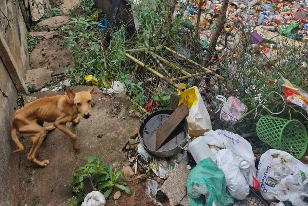 Três cães são resgatados, e homem é preso por maus-tratos na região 1 Três cães são resgatados, e homem é preso por maus-tratos a animais na região