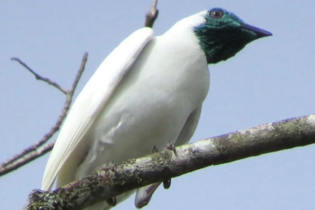 especies extincao Marcelo Vasconcelos Semad Divulgacao