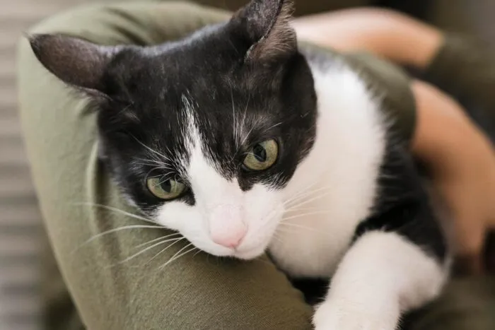 Clínica veterinária deve indenizar tutora de gato por diagnóstico errado
