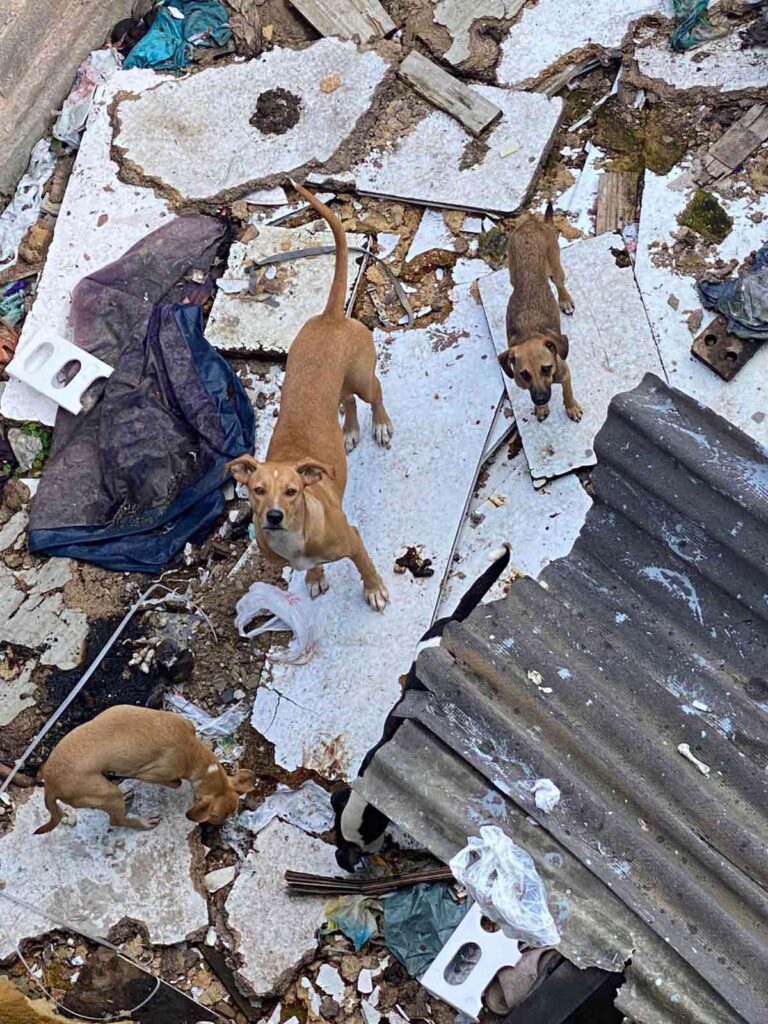 Oito cães são resgatados em situação de maus-tratos em Juiz de Fora