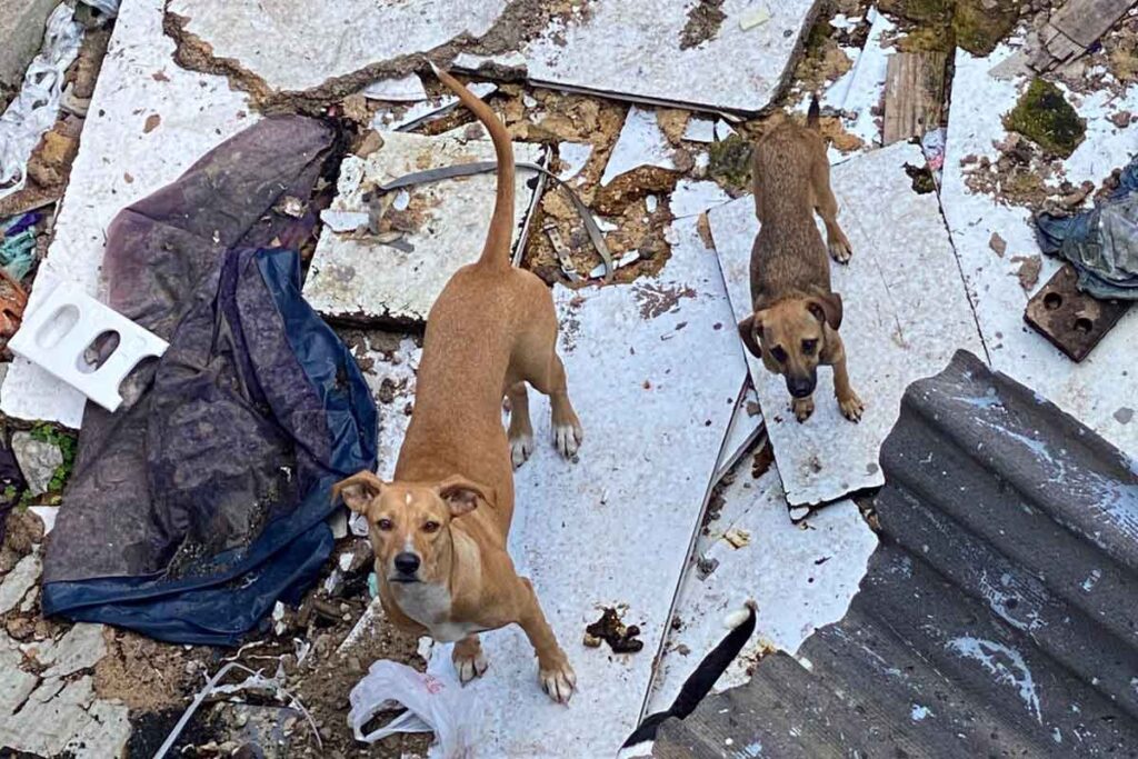 Oito cães são resgatados em situação de maus-tratos em Juiz de Fora 2 Oito cães são resgatados em situação de maus-tratos em Juiz de Fora