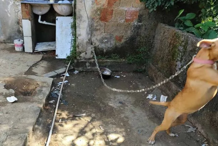 Homem é preso por maus-tratos a cão