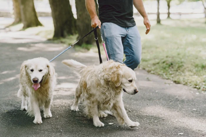 Cachorro não quer passear: veja as causas e o que fazer 1 passeio cachorro