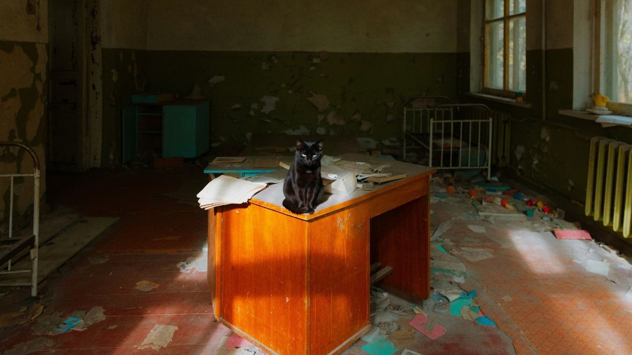 Estudo revela que a fauna de Chernobyl é mais rica do que a de reservas naturais protegidas