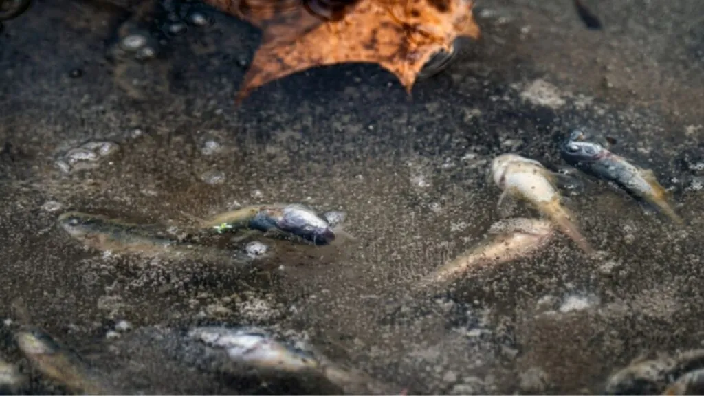 Rio na Amazônia que ferve a 90°C por causa do magma da Terra e cozinha animais vivos que caem na água