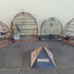 Idoso é multado em mais de R$ 6 mil por manter quatro pássaros em cativeiro