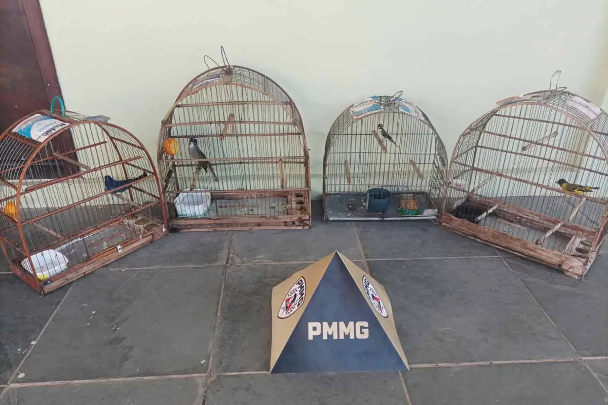 Idoso é multado em mais de R$ 6 mil por manter quatro pássaros em cativeiro